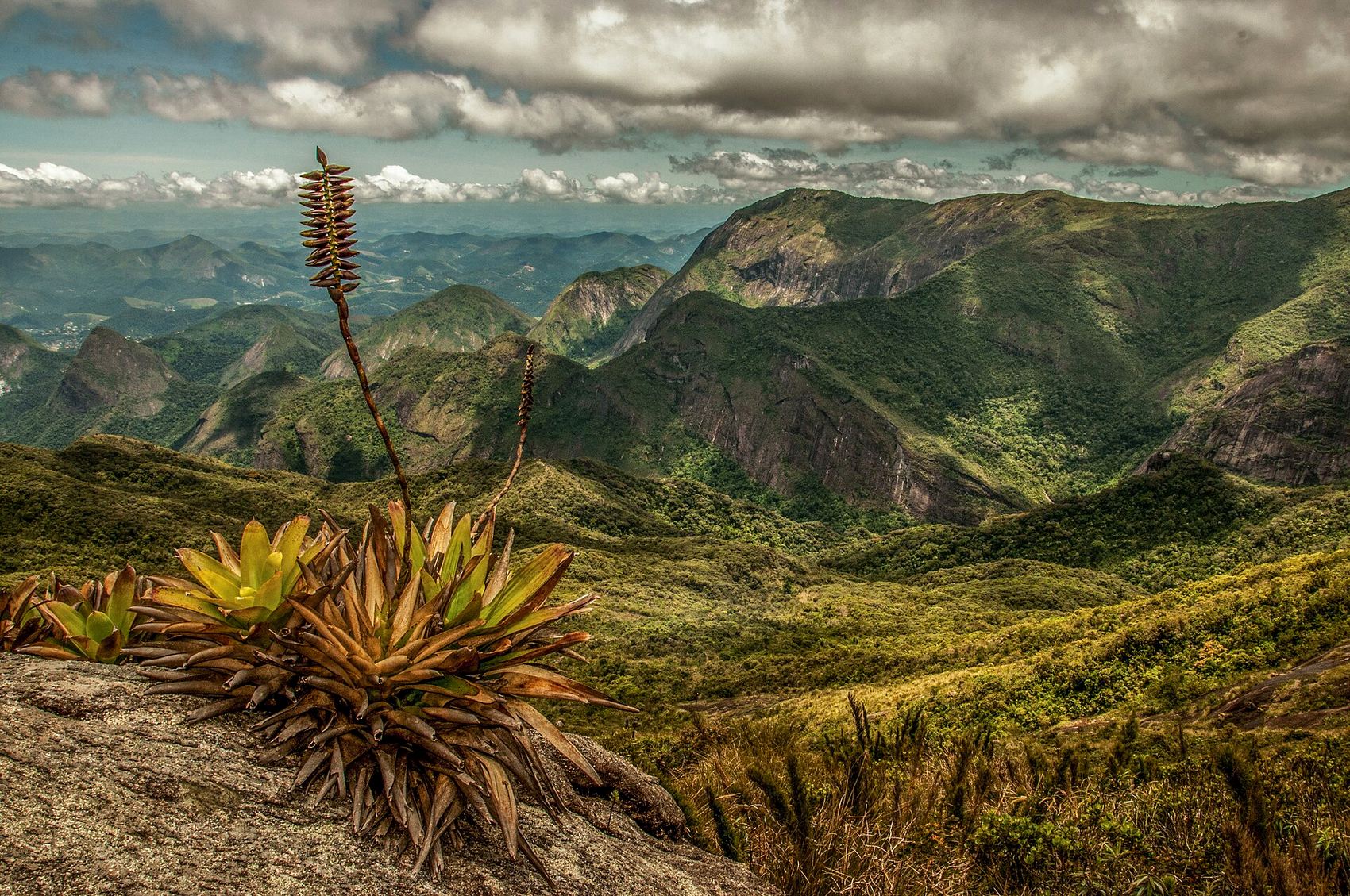 Bromélia na trilha do Castelo do Açu, em Petrópolis