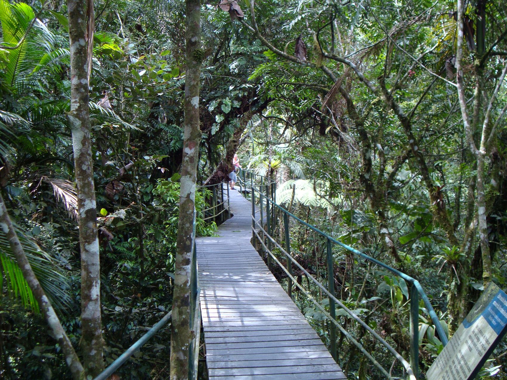 Trilha de madeira na mata do Parque Nacional